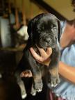 Cane Corso Puppies – Strong Champion Bloodlines & Family Raised