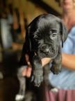 Cane Corso Puppies – Strong Champion Bloodlines & Family Raised