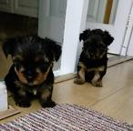 Fajtatiszta mini Yorkshire terrier kölykök