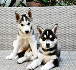 Örökbe fogadható, tiszta szibériai husky kölykök