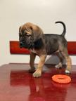 Cane Corso litter puppies puppy