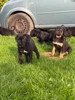 Cane Corso litter puppies puppy