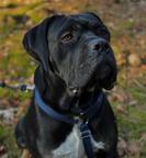 Cane Corso litter puppies puppy