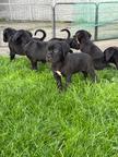 Cane Corso litter puppies puppy