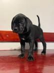 Cane Corso litter puppies puppy