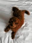 Two Top Class Poodle Puppies Availablewhatsapp +48 735 445 662