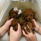 Two Top Class Poodle Puppies Availablewhatsapp +48 735 445 662