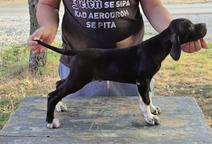English Pointer puppies for sale