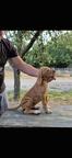 English Pointer puppies for sale