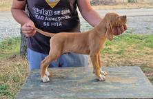 English Pointer puppies for sale