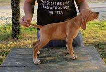 English Pointer puppies for sale