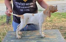 English Pointer puppies for sale