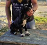 English Pointer puppies for sale