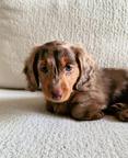 Beautiful Chocolate Long-Haired Dachshund Female Puppy – 8 Weeks