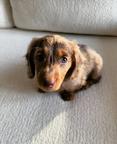 Beautiful Chocolate Long-Haired Dachshund Female Puppy – 8 Weeks