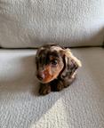 Beautiful Chocolate Long-Haired Dachshund Female Puppy – 8 Weeks