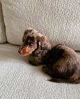 Beautiful Chocolate Long-Haired Dachshund Female Puppy – 8 Weeks
