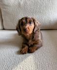 Beautiful Chocolate Long-Haired Dachshund Female Puppy – 8 Weeks
