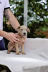 American Pit Bull Terrier – Premium Bloodline Puppies