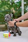 American Pit Bull Terrier – Premium Bloodline Puppies