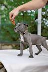 American Pit Bull Terrier – Premium Bloodline Puppies