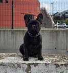 Beautiful female French Bulldog puppy available for a new loving home