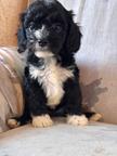 Puppy dog CavaPoo