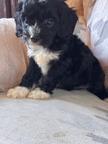 Puppy dog CavaPoo