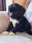 Puppy dog CavaPoo