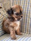Dog Puppies ShihPoo