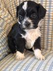 Dog Puppies ShihPoo
