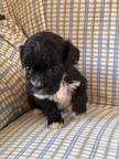 Dog Puppies ShihPoo