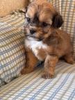 Dog Puppies ShihPoo