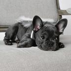 French bulldog puppies for adoption