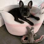 French bulldog puppies for adoption