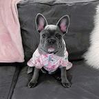 French bulldog puppies for adoption