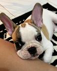 French bulldog puppies for adoption