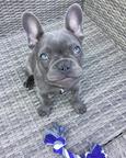 French bulldog puppies for adoption