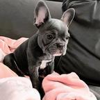 French bulldog puppies for adoption