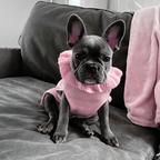 French bulldog puppies for adoption