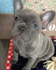 French bulldog puppies for adoption