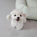 Maltese Puppies available for adoption