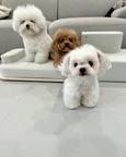 Maltese Puppies available for adoption