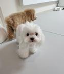 Maltese Puppies available for adoption