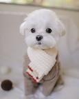 Maltese Puppies available for adoption