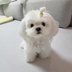 Maltese Puppies available for adoption