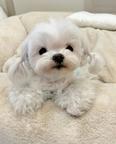 Maltese Puppies available for adoption