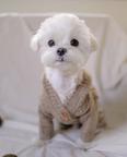 Maltese Puppies available for adoption