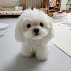 Maltese Puppies available for adoption