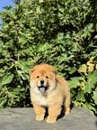 Chow Chow puppies for sale
